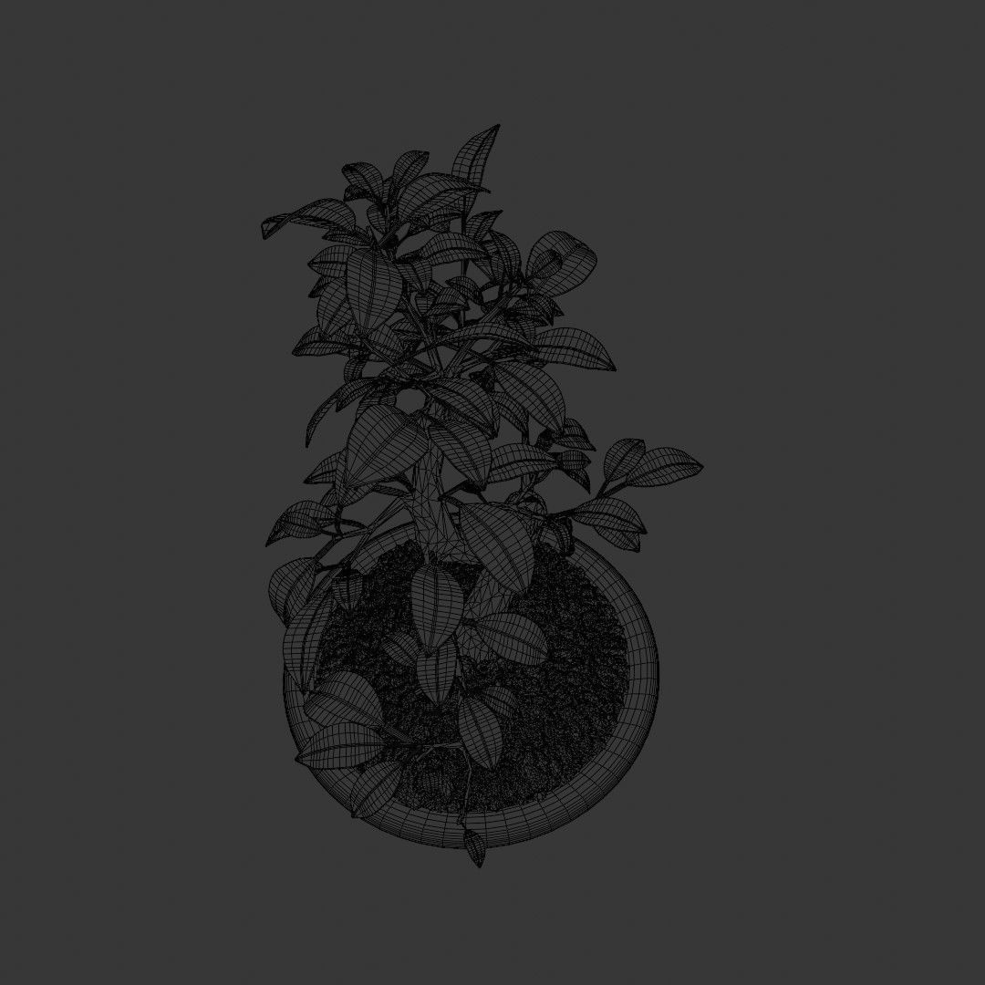 Bonsai Tree Small Ficus 3D model_7