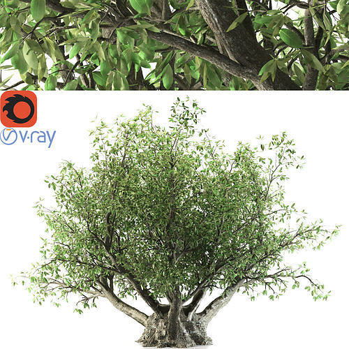 Olive tree 3D model