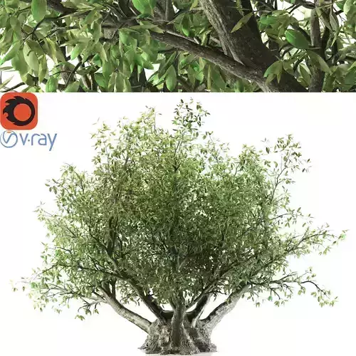 Olive tree 3D model