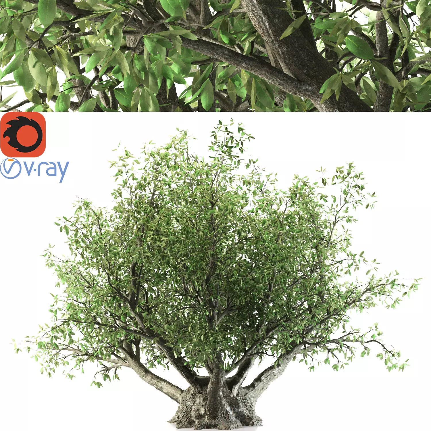 Olive tree 3D model_0