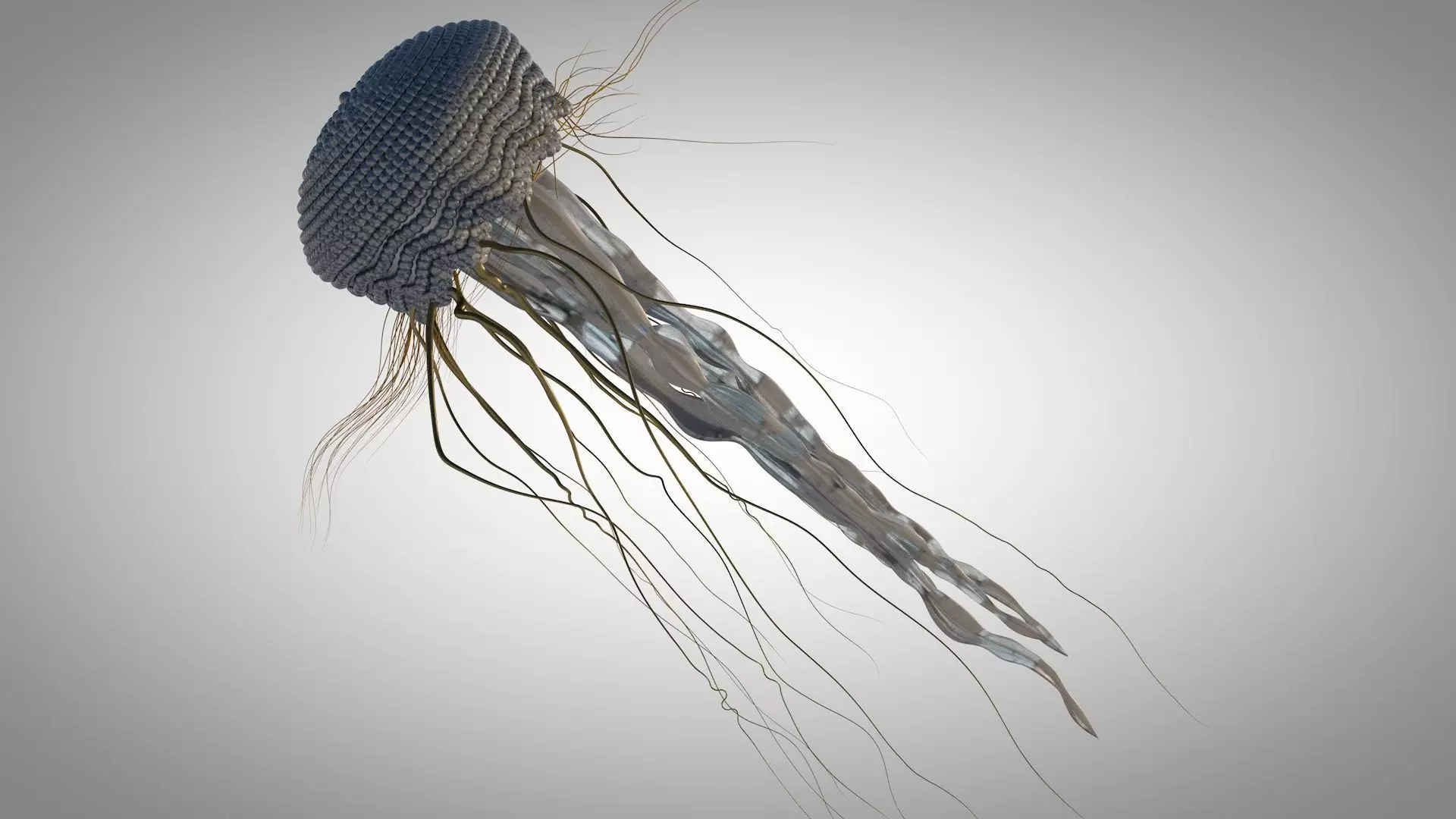 Jellyfish pack Cinema4d 3D model