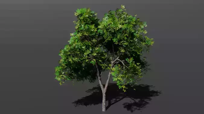 Tree plant