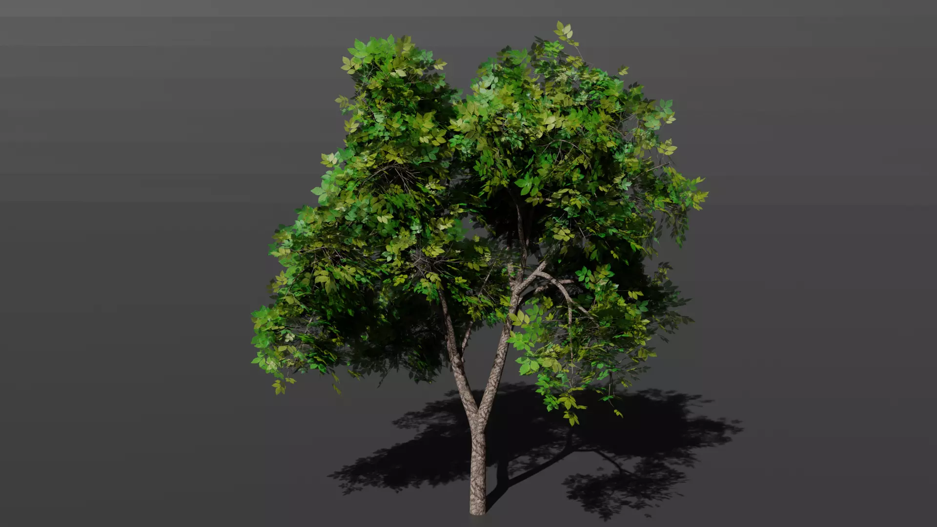 Tree plant Free 3D model_0