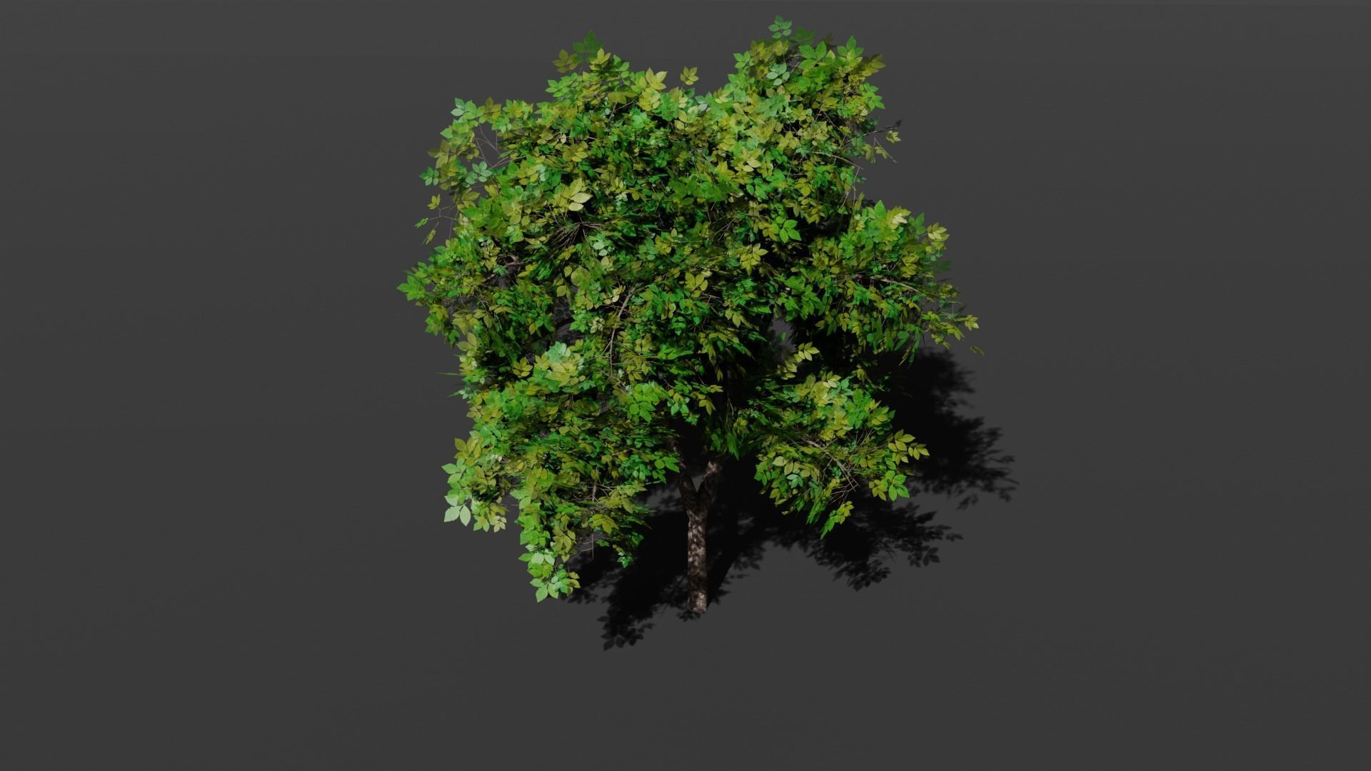 Tree plant Free 3D model_1