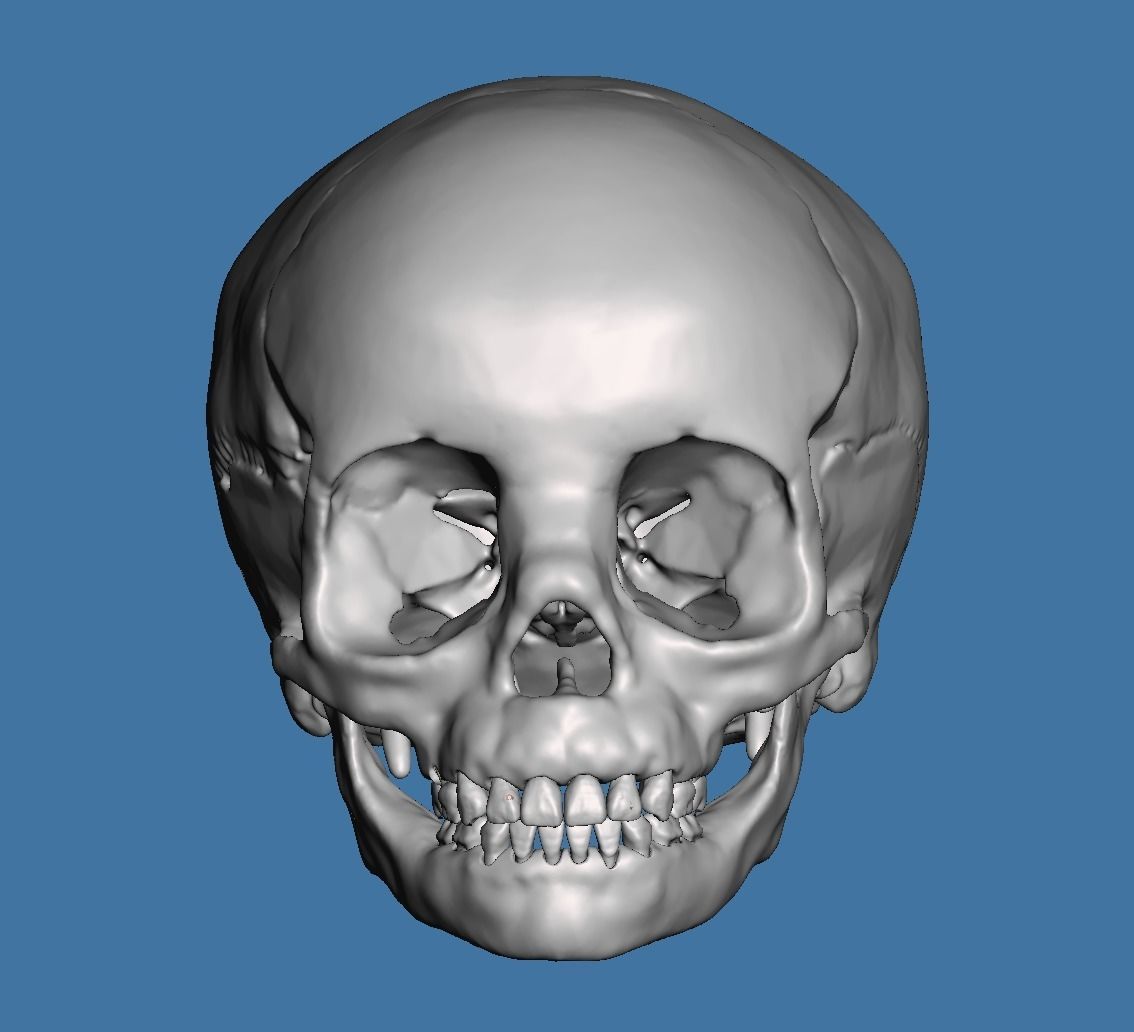 Human child skull anatomy model with individual teeth 3D print model_7