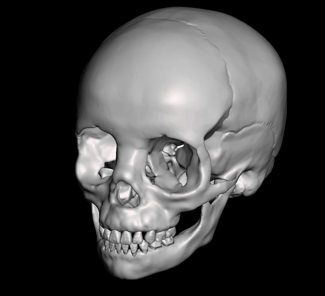 Human child skull anatomy model with individual teeth 3D print model_1