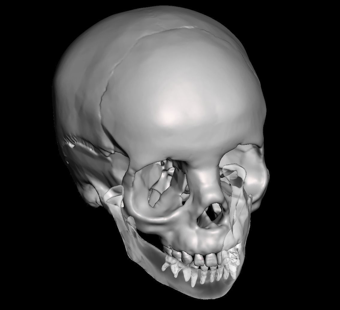 Human child skull anatomy model with individual teeth 3D print model_9