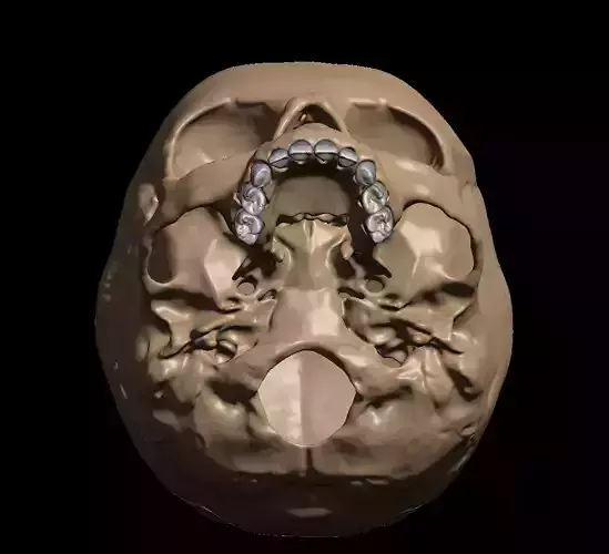 Human child skull anatomy model with individual teeth 3D print model