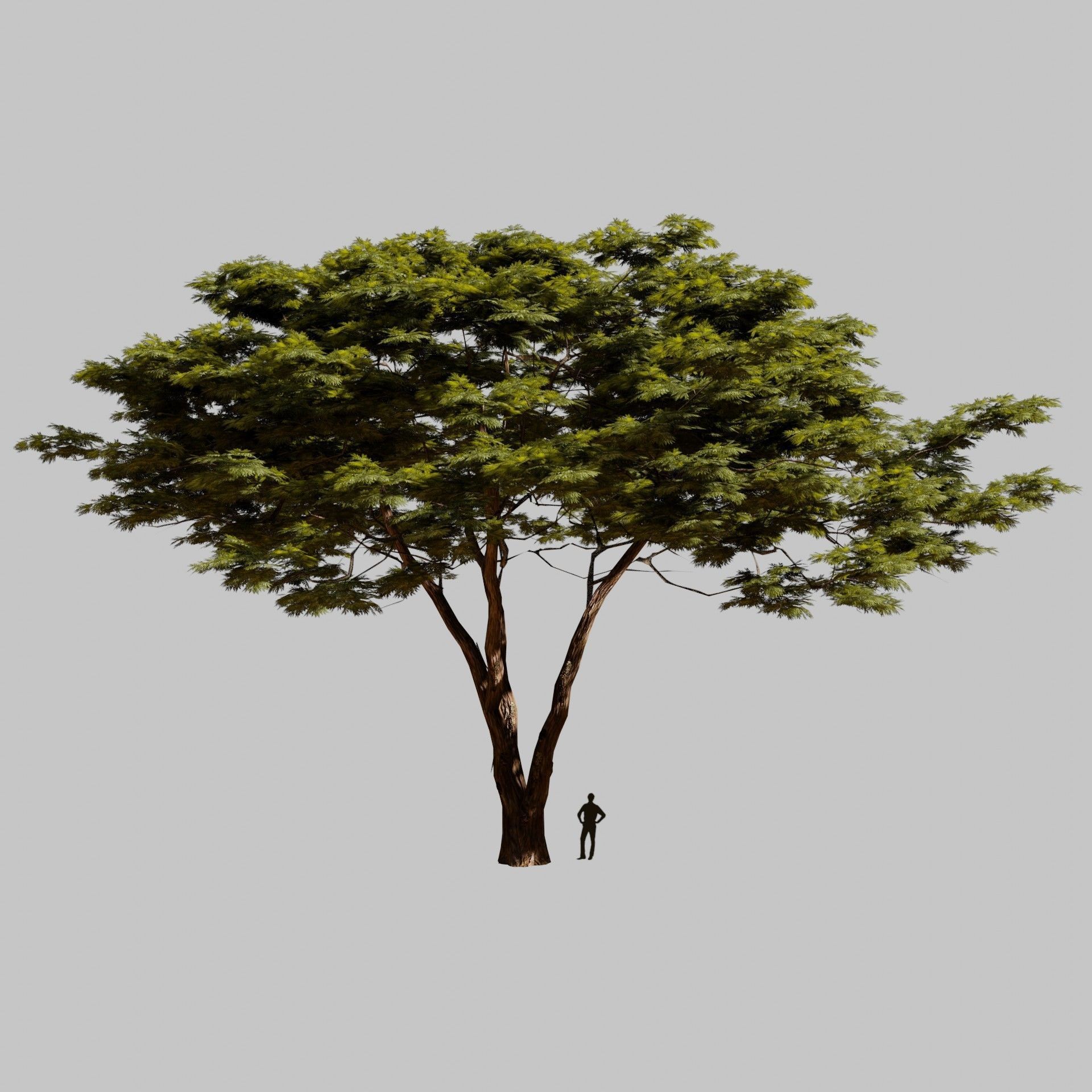 Tree 4 Lowpoly - 3D model_5
