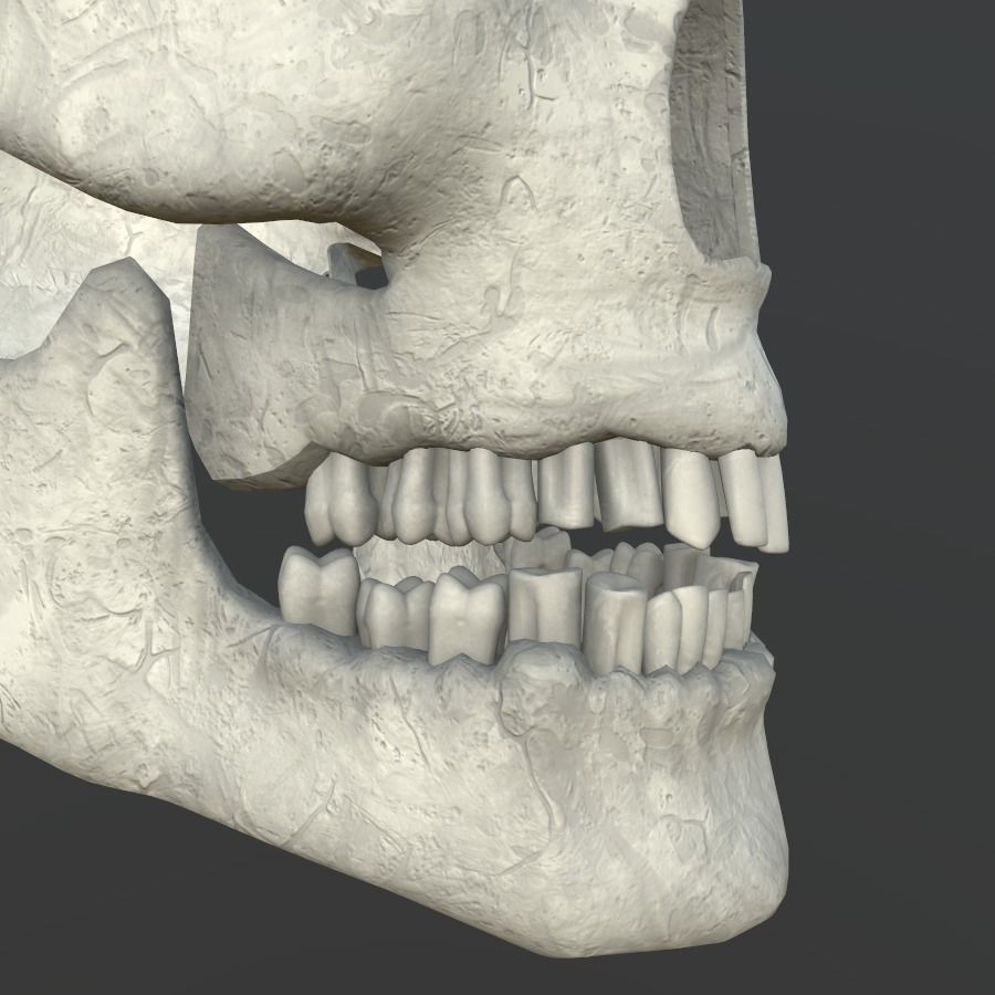 Dirty Human Skull With Teeth Free low-poly 3D model_2