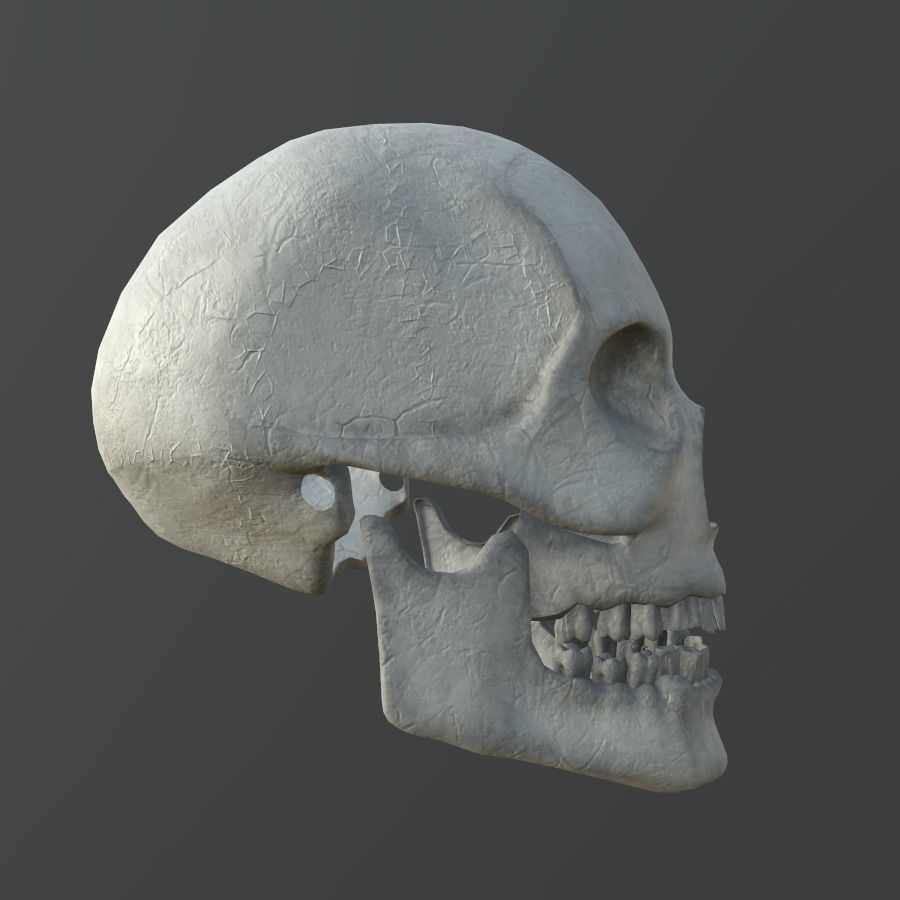 Dirty Human Skull With Teeth Free low-poly 3D model_5
