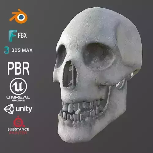 Dirty Human Skull With Teeth Free low-poly 3D model