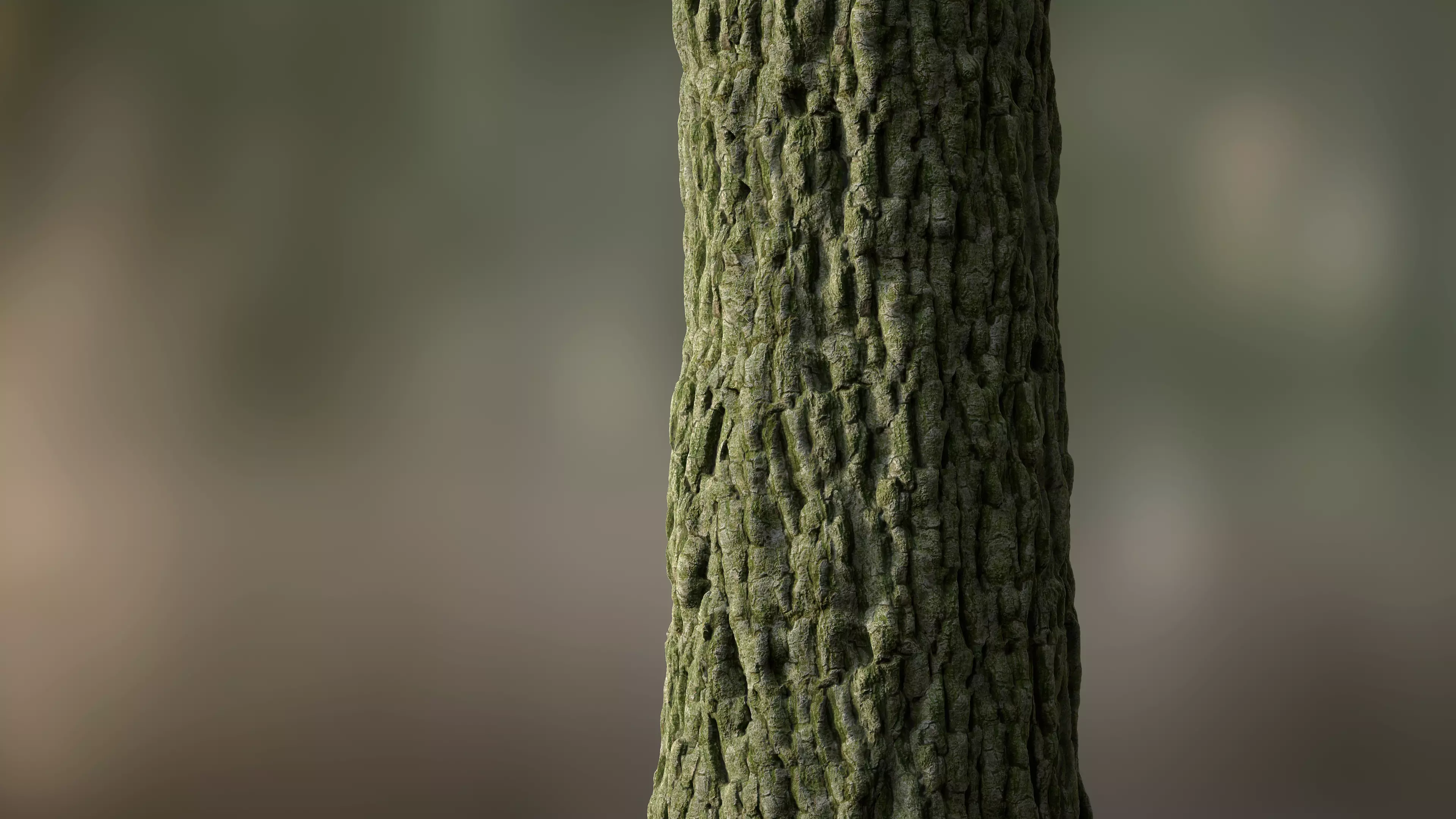 Tree Bark Seamless 09 Texture
