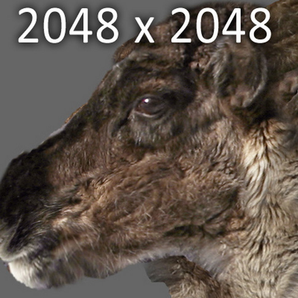 Rigged Reindeer 3D model_8