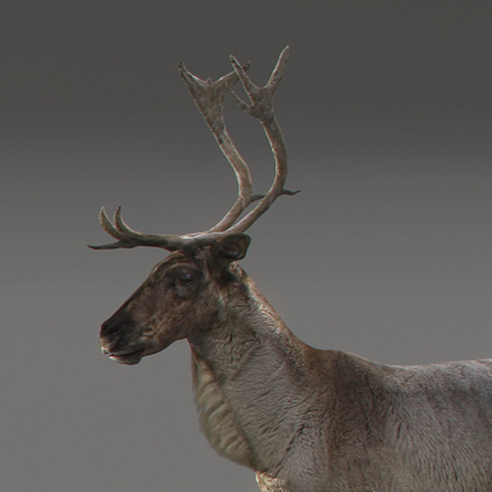 Rigged Reindeer 3D model_2