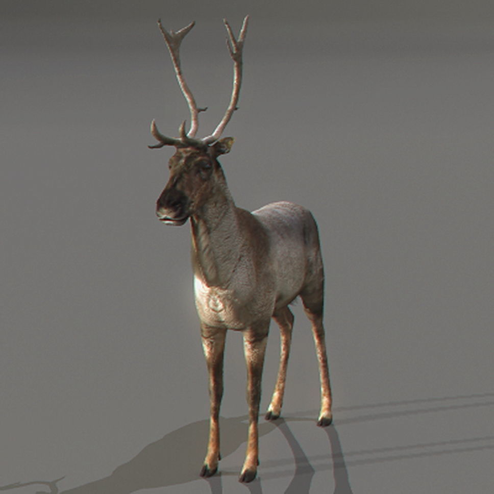 Rigged Reindeer 3D model_3