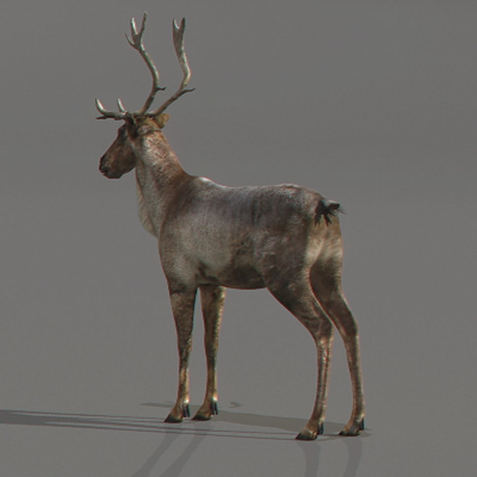 Rigged Reindeer 3D model_1
