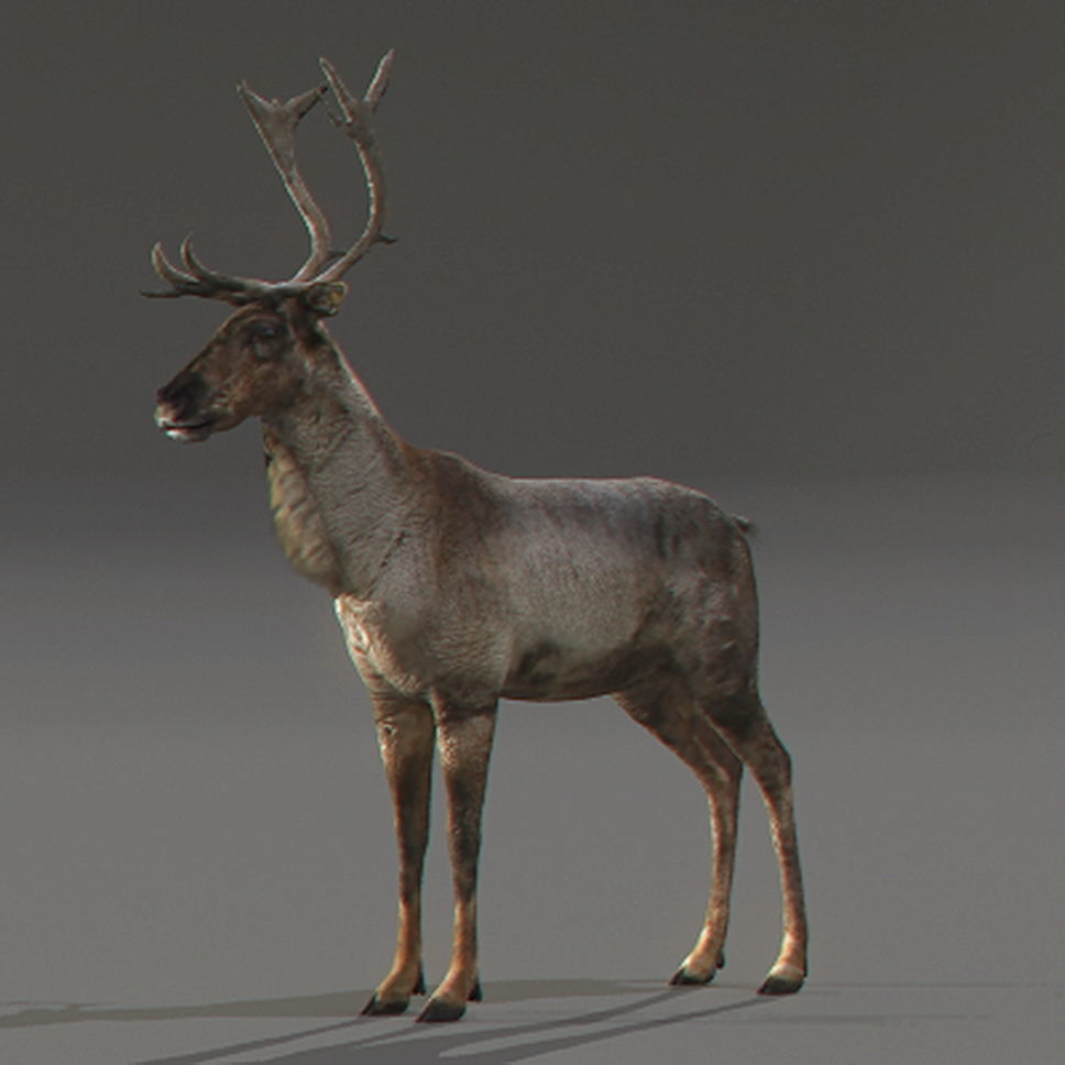 Rigged Reindeer 3D model_4