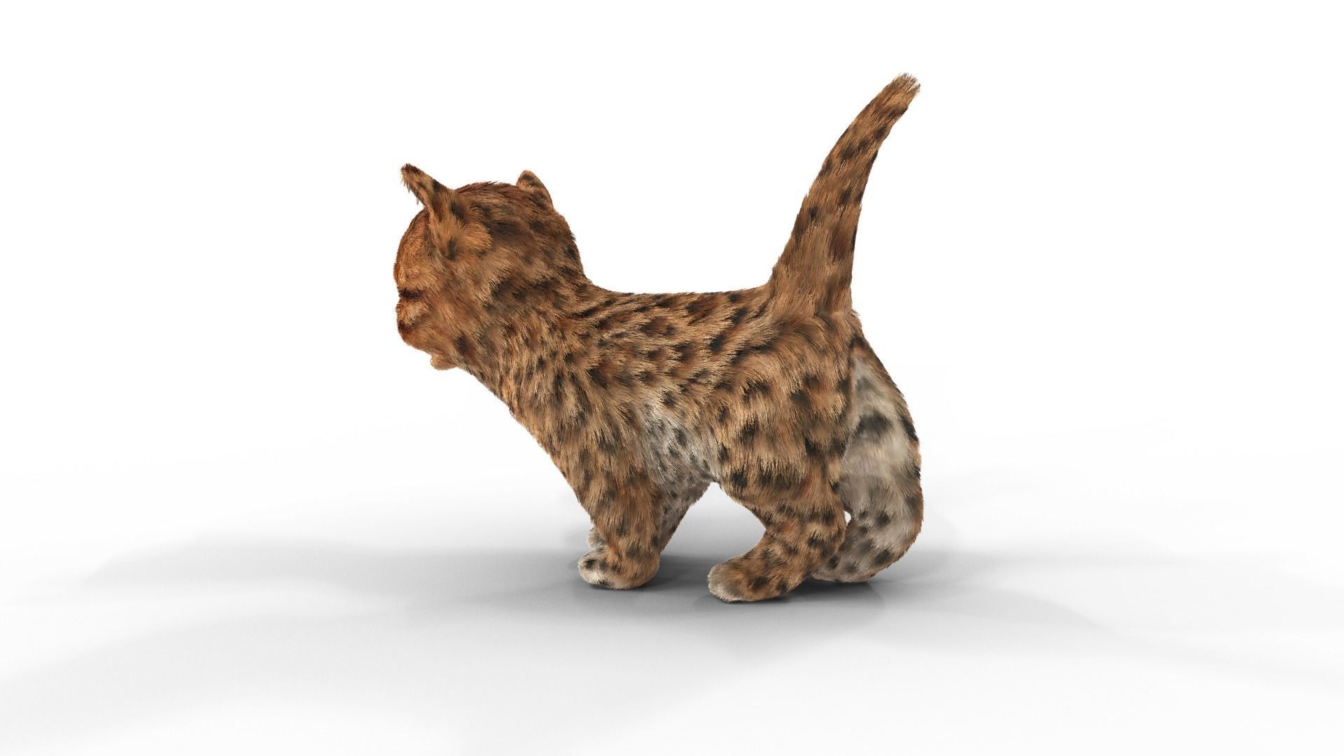 Cute kitten Fur Animated 02 Low-poly 3D model_4