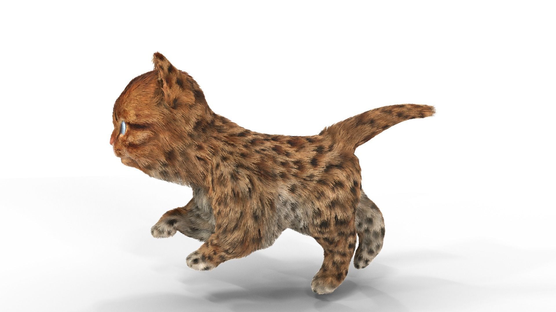 Cute kitten Fur Animated 02 Low-poly 3D model_3