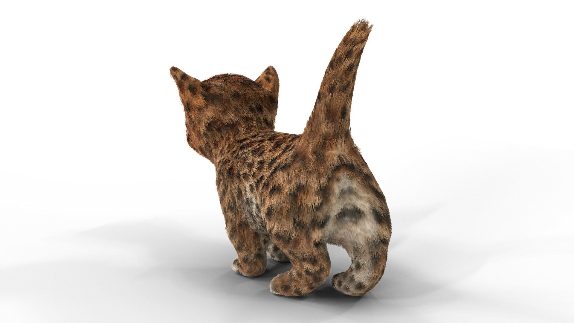 Cute kitten Fur Animated 02 Low-poly 3D model_5