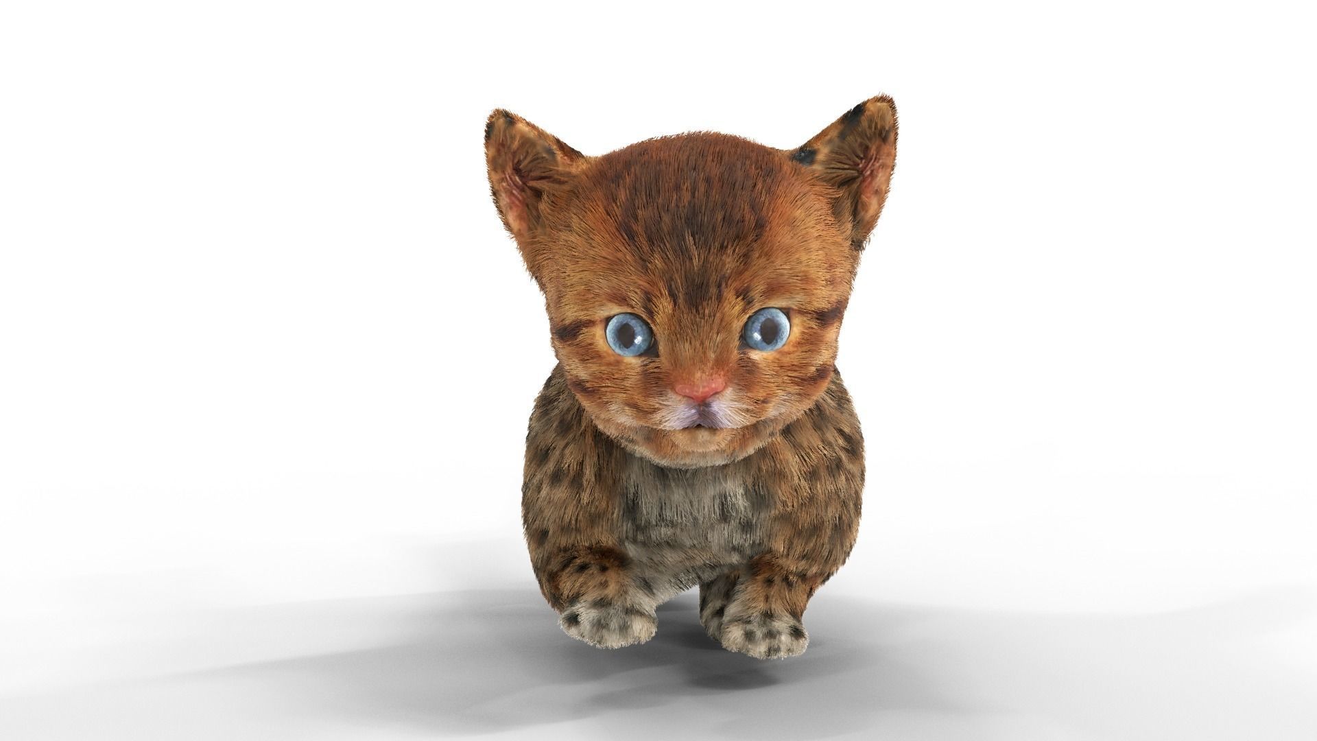 Cute kitten Fur Animated 02 Low-poly 3D model_2