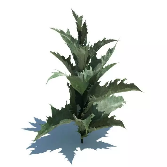 Dark Green Onopordum Acanthium 3D model_0