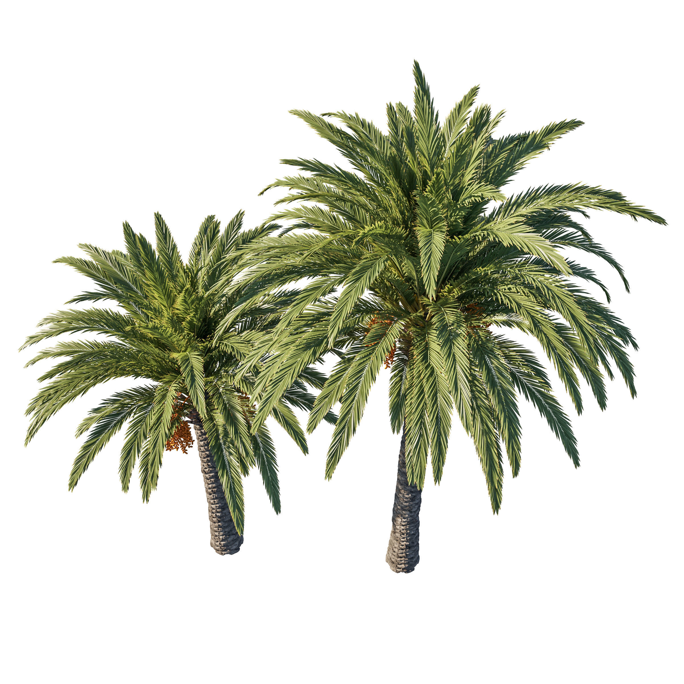 Phoenix Palm tree 06 3D model_1