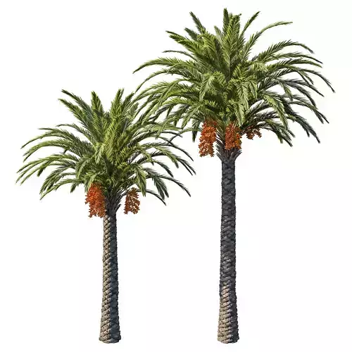 Phoenix Palm tree 06