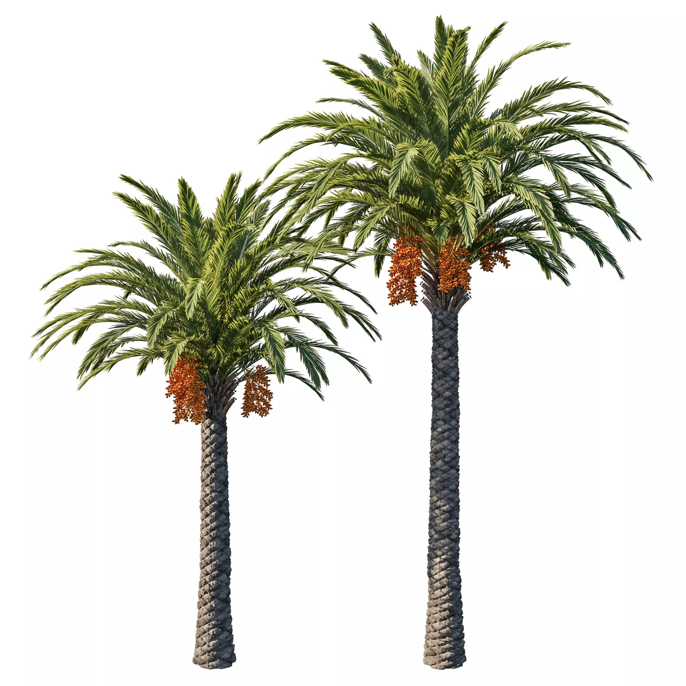 Phoenix Palm tree 06 3D model_0