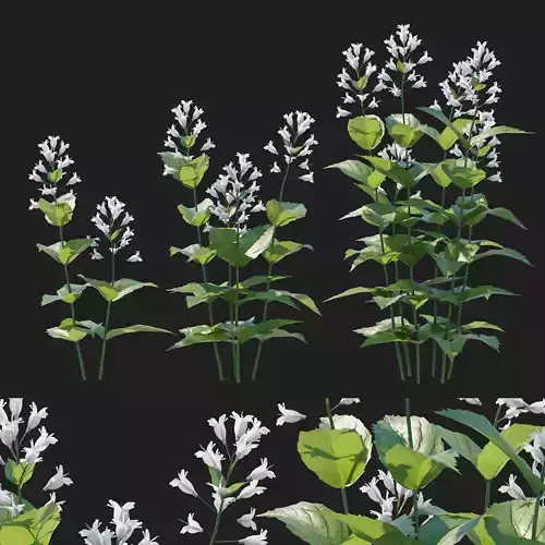 Prairie Penstemon 3D model