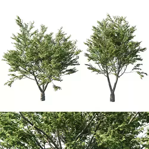 Platanus acerifolia 05 3D model