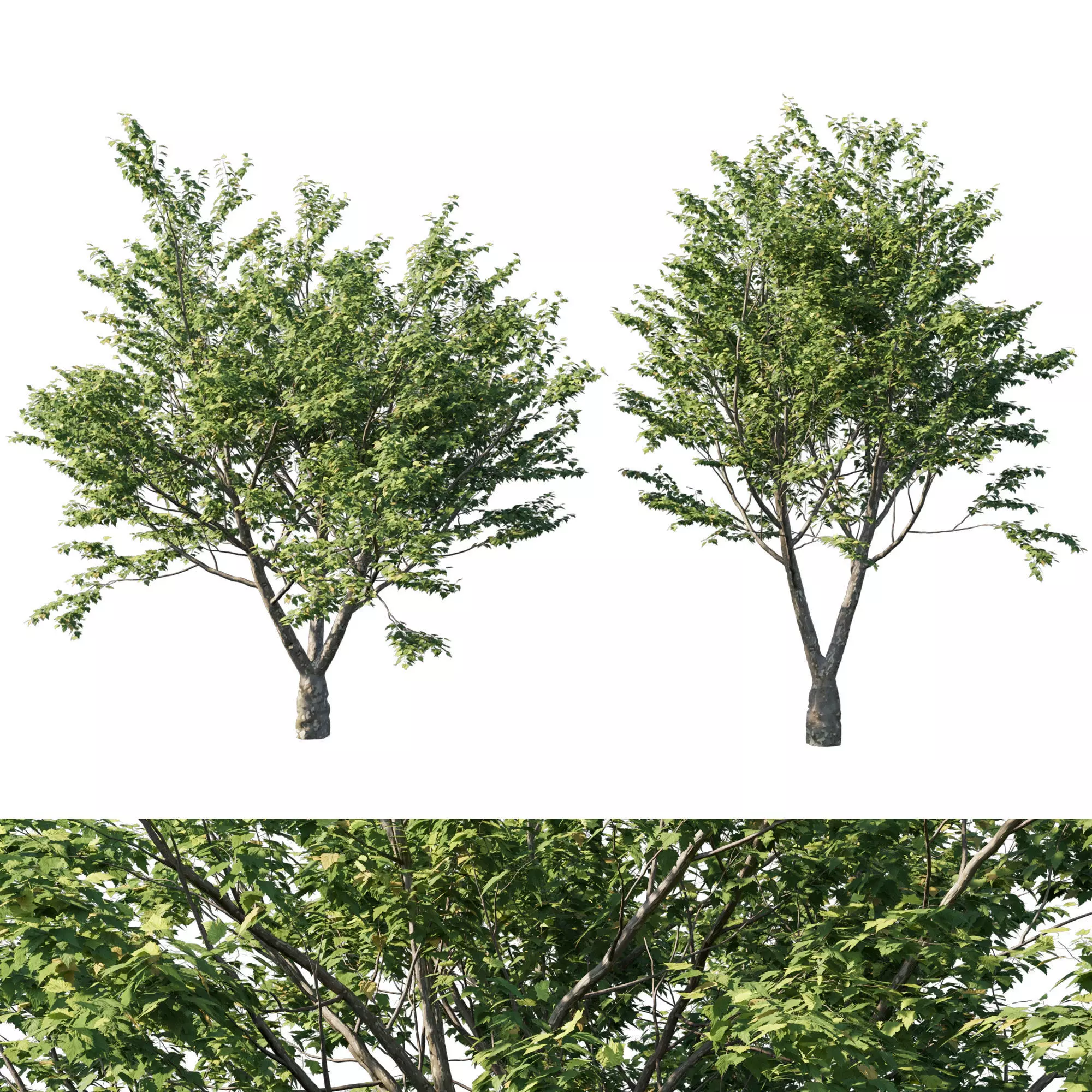 Platanus acerifolia 05 3D model