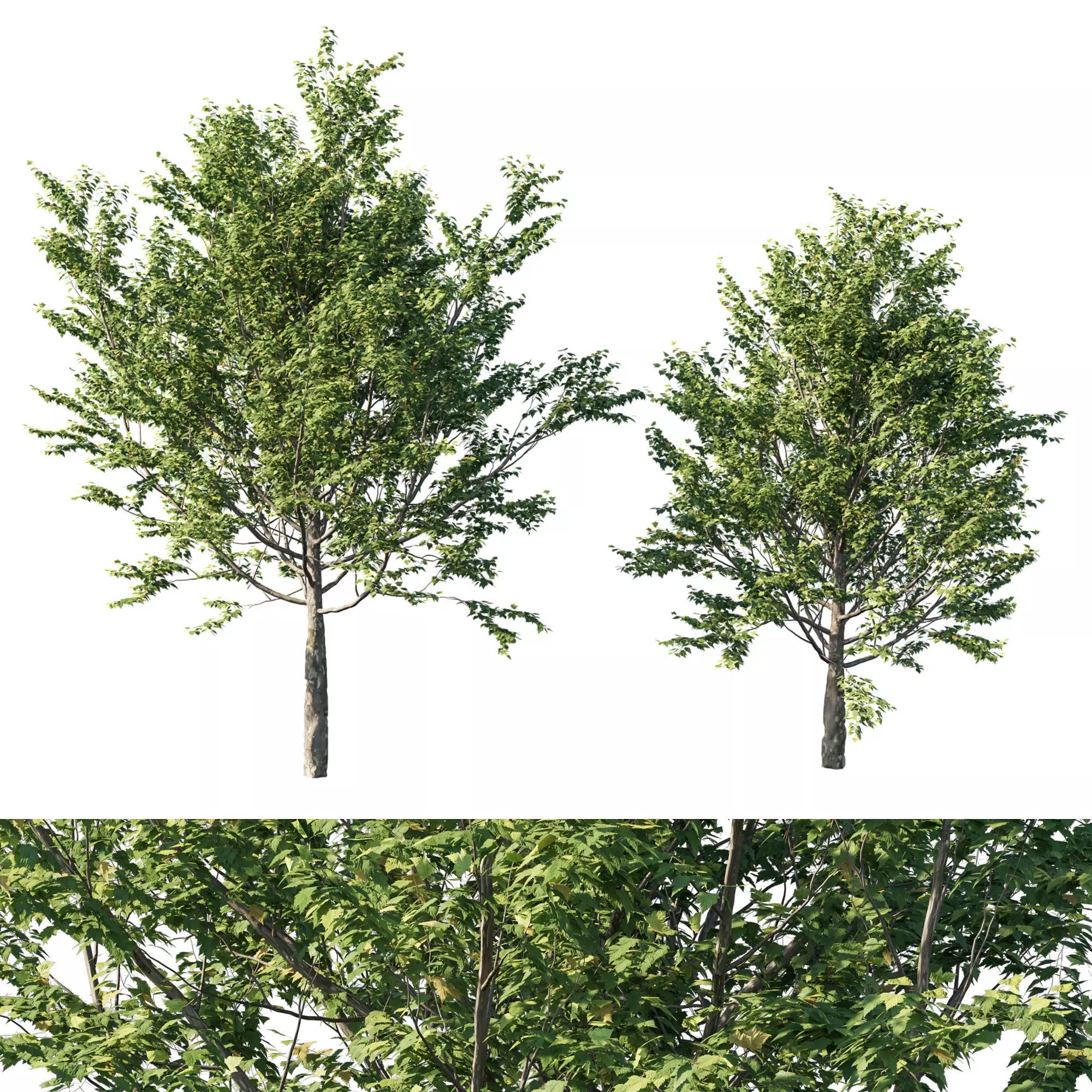 Platanus acerifolia 06 3D model_0