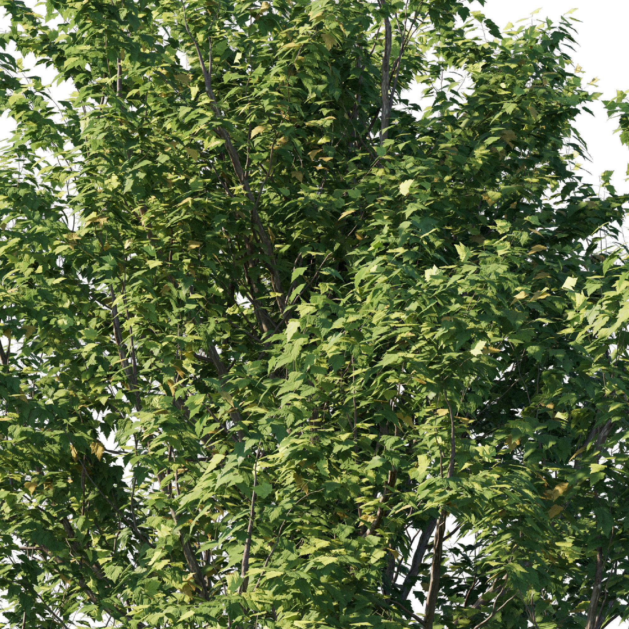 Platanus acerifolia 06 3D model_1