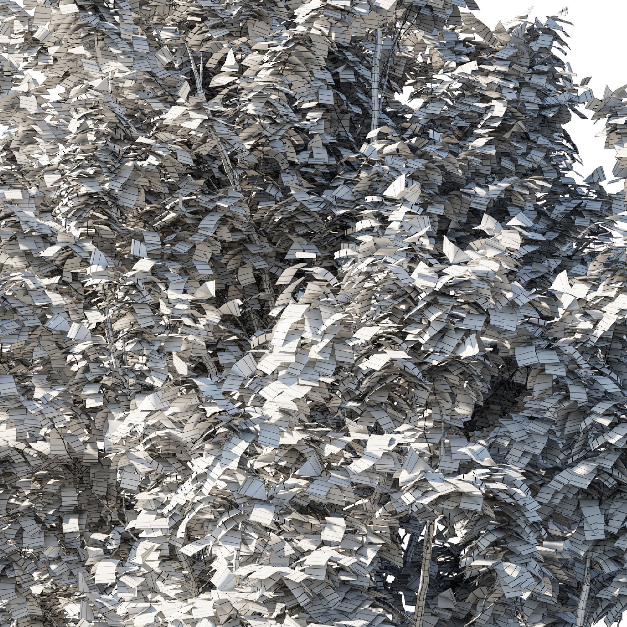 Platanus acerifolia 06 3D model_2