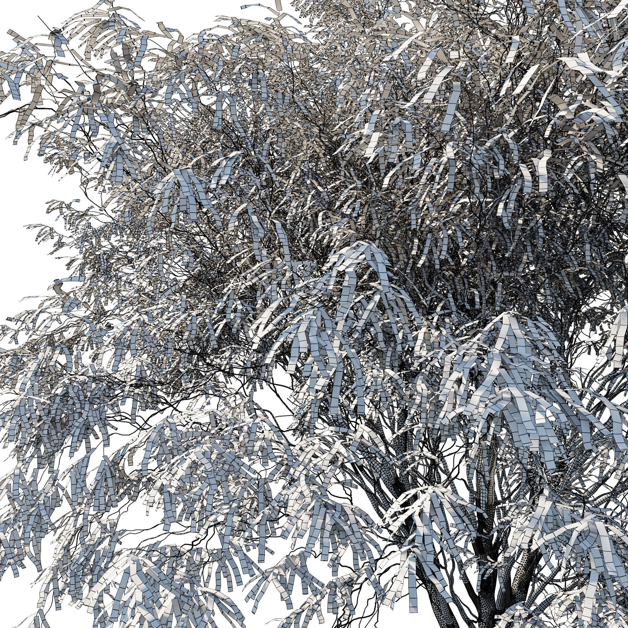 Eucalyptus globulus tree 02 3D model_2