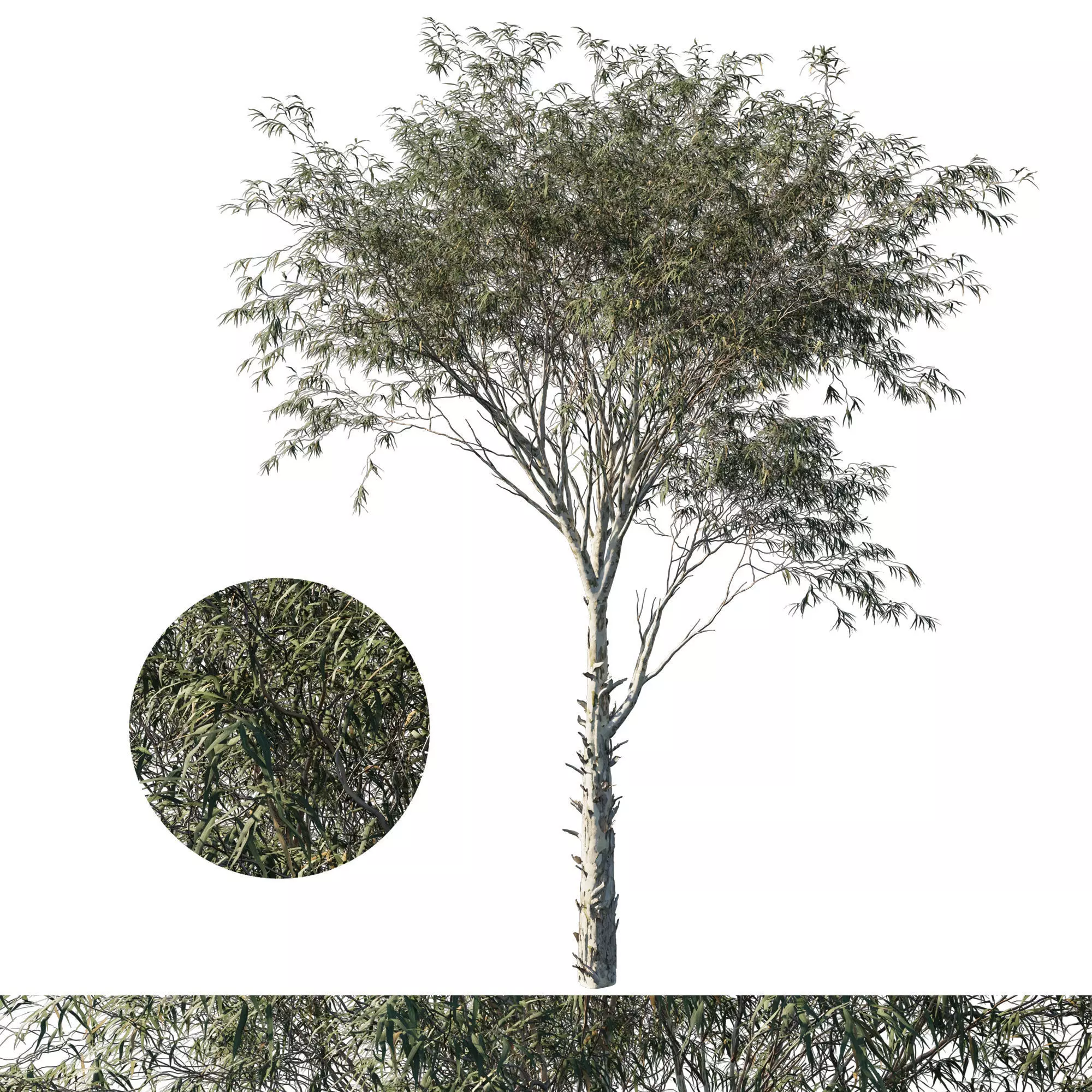Eucalyptus globulus tree 02 3D model_0