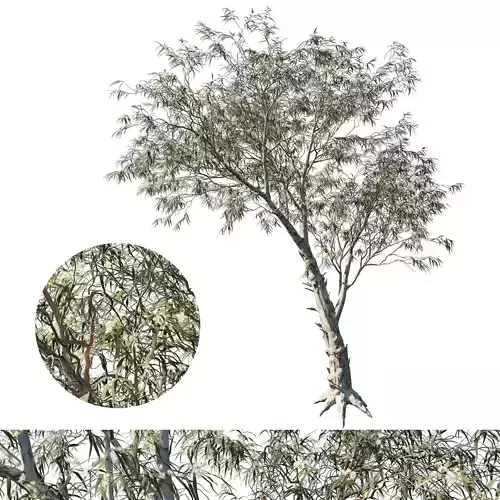 Eucalyptus globulus tree