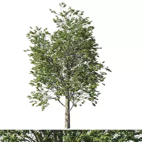 Platanus acerifoli 03 3D model