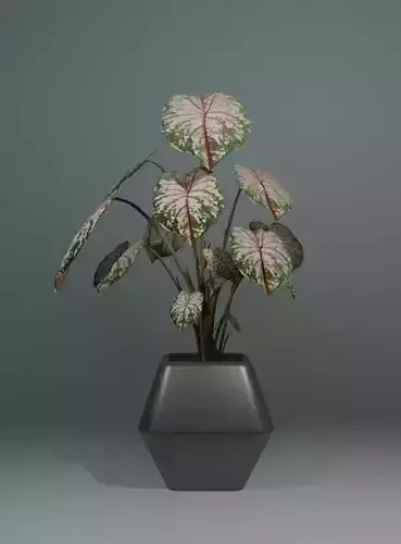 Indoor plant monstera