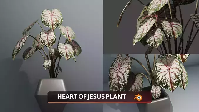 Indoor plant monstera