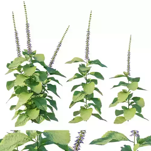 Plectranthus barbatus
