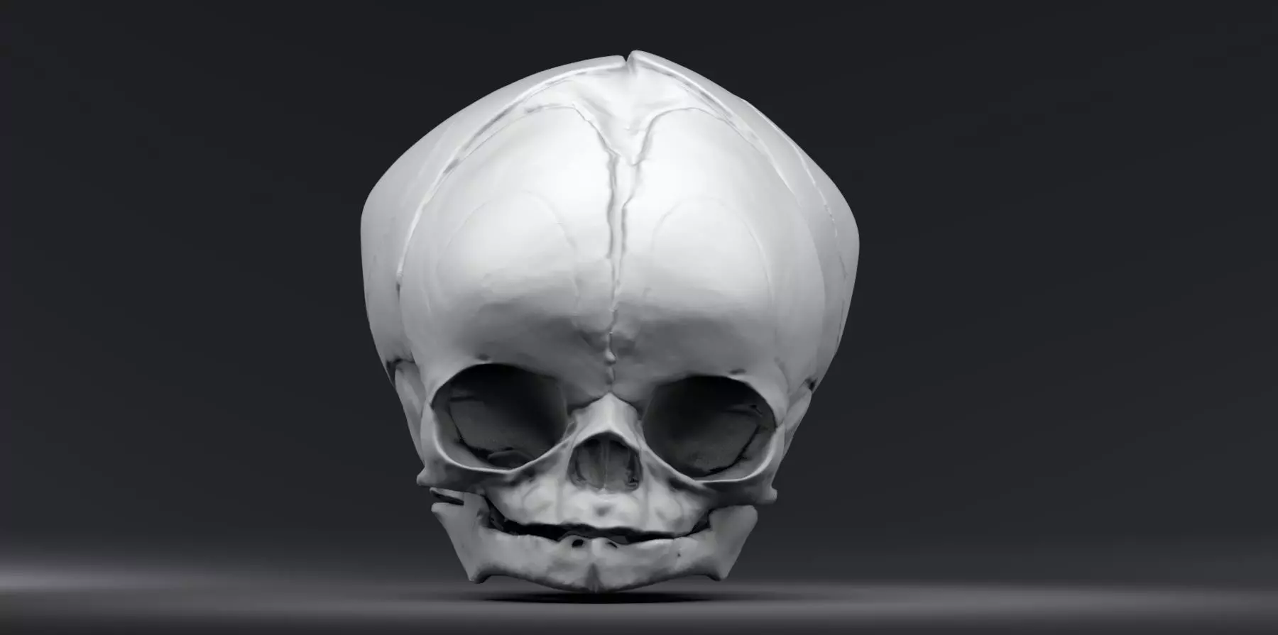 Fetal Skull 3D print model