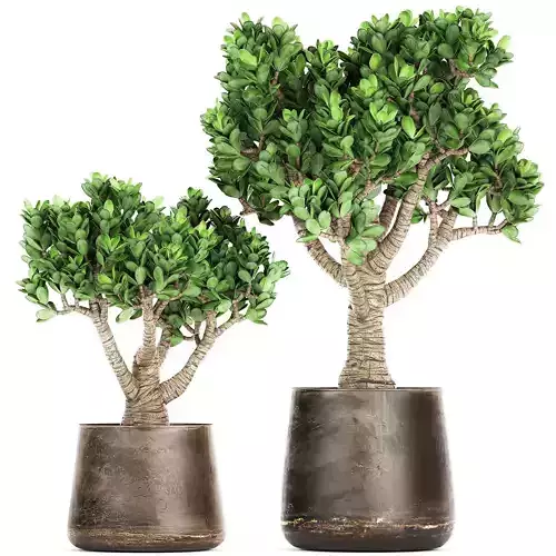 Crassula in a rust pot for the interior 930 3D model