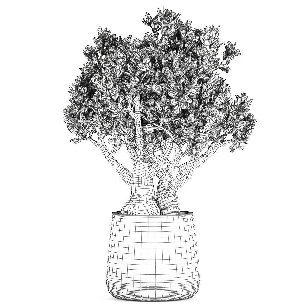Crassula in a black pot for the interior 931 3D model_5