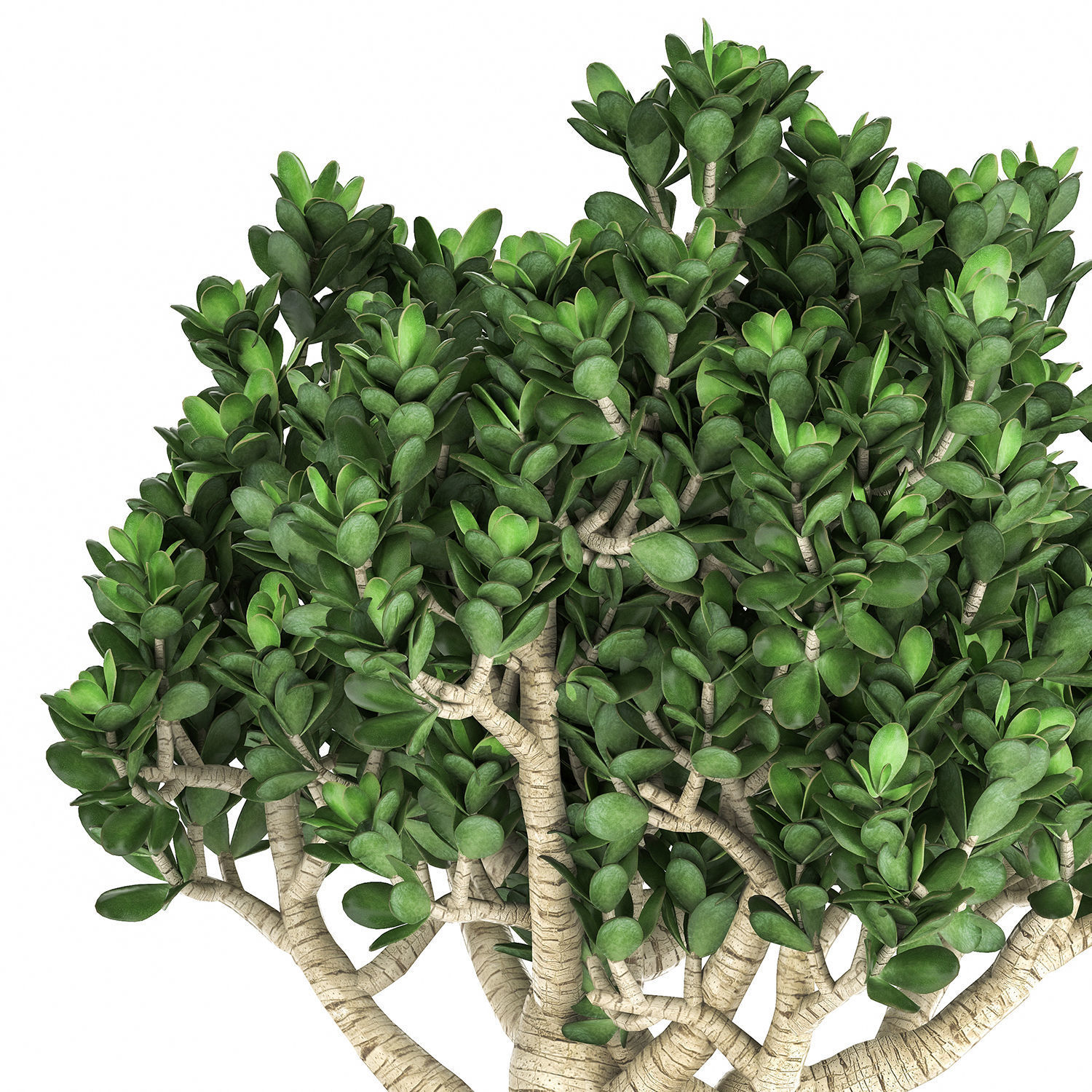 Crassula in a black pot for the interior 931 3D model_4