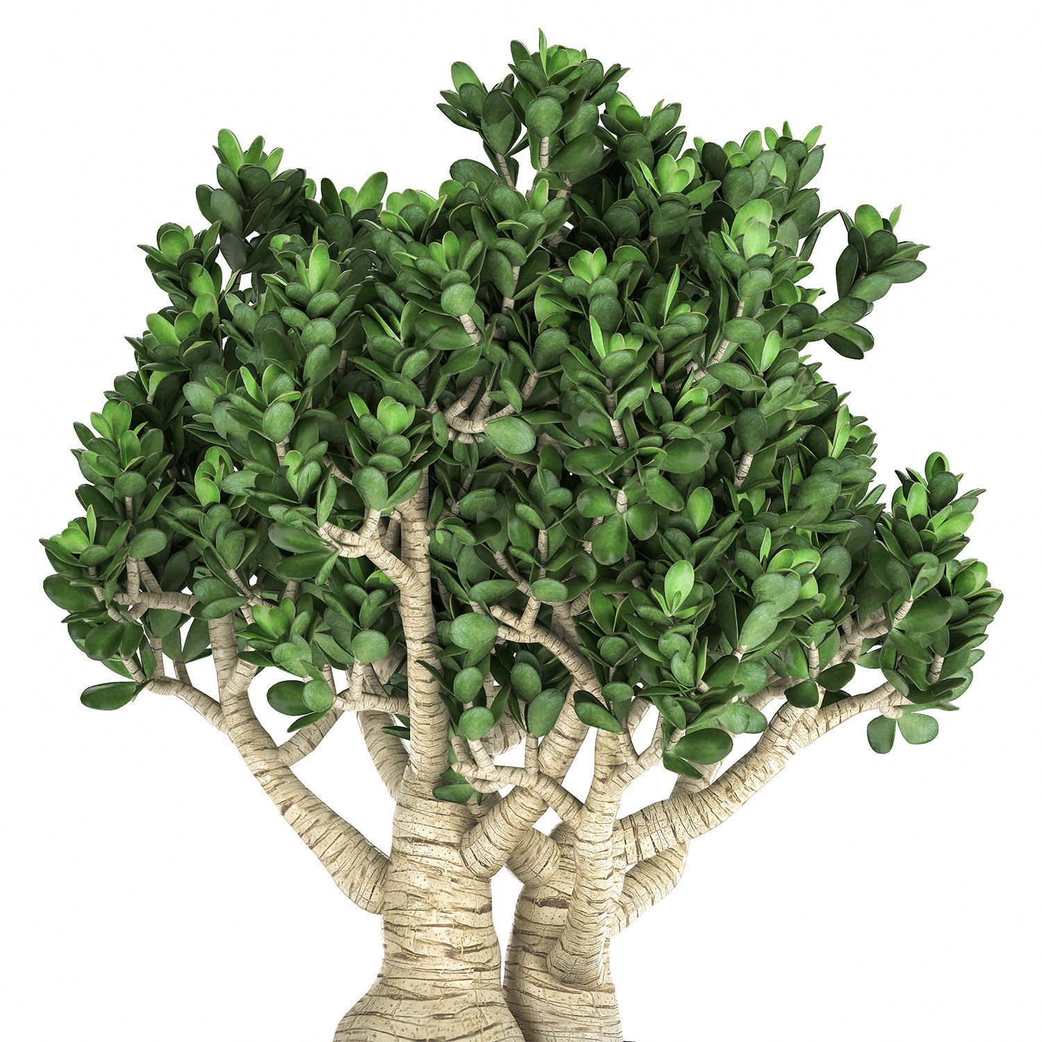 Crassula in a black pot for the interior 931 3D model_1