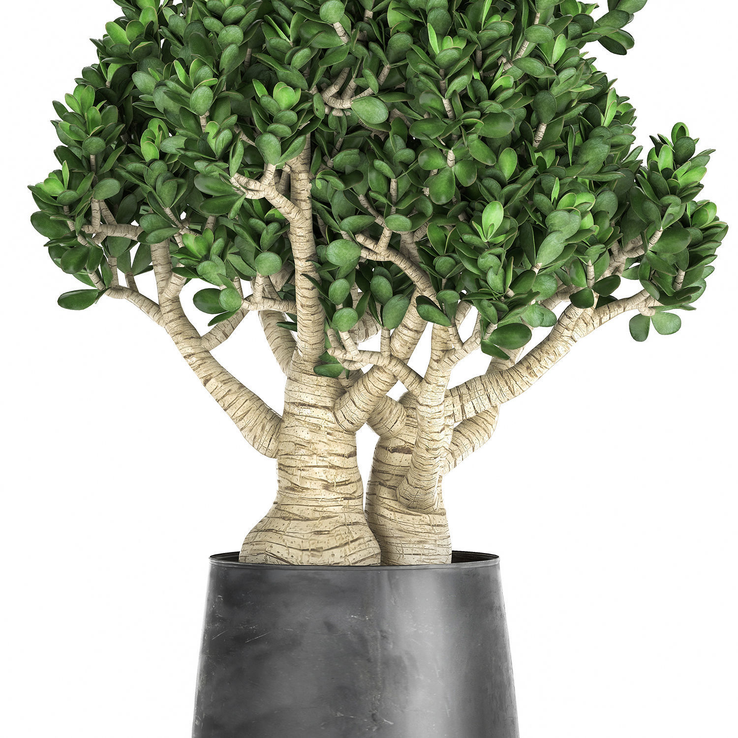 Crassula in a black pot for the interior 931 3D model_3