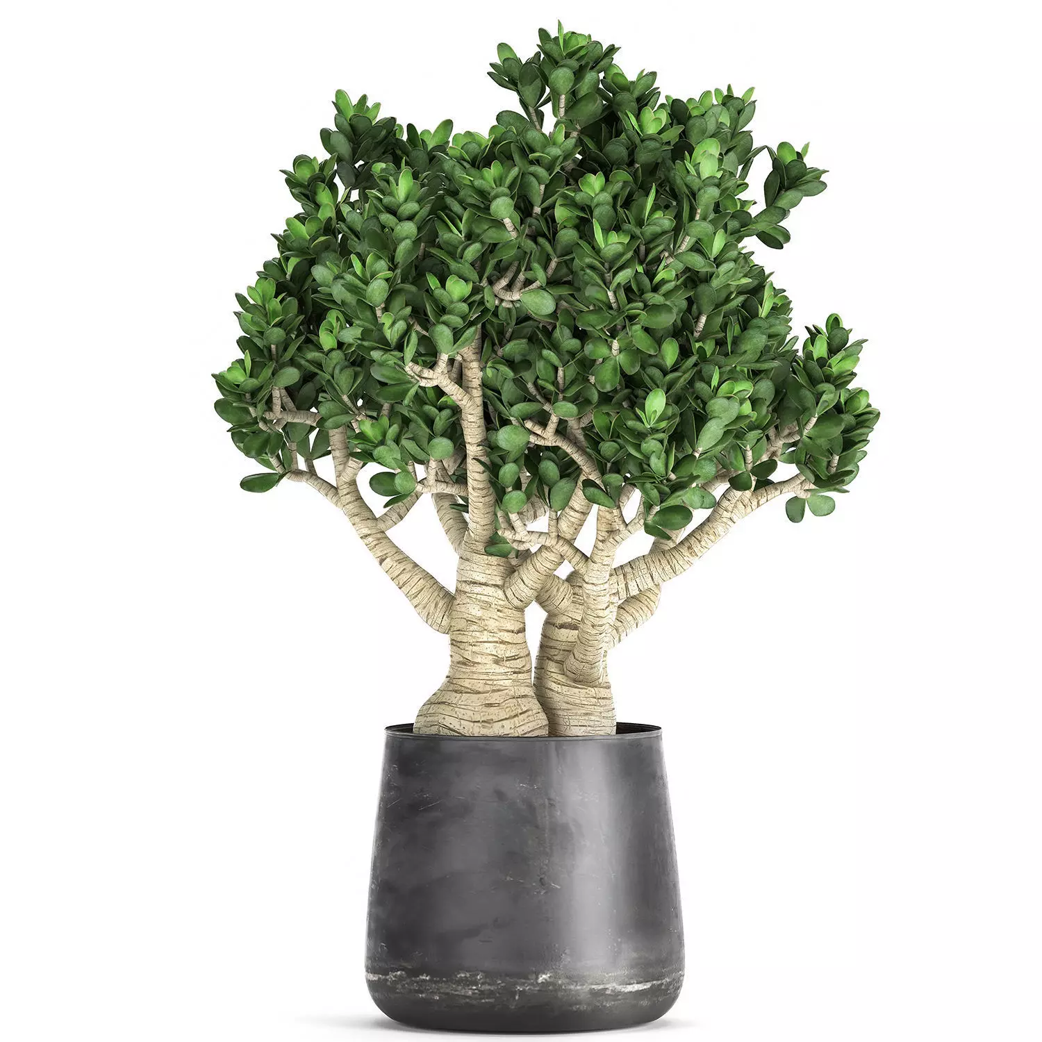 Crassula in a black pot for the interior 931 3D model_0